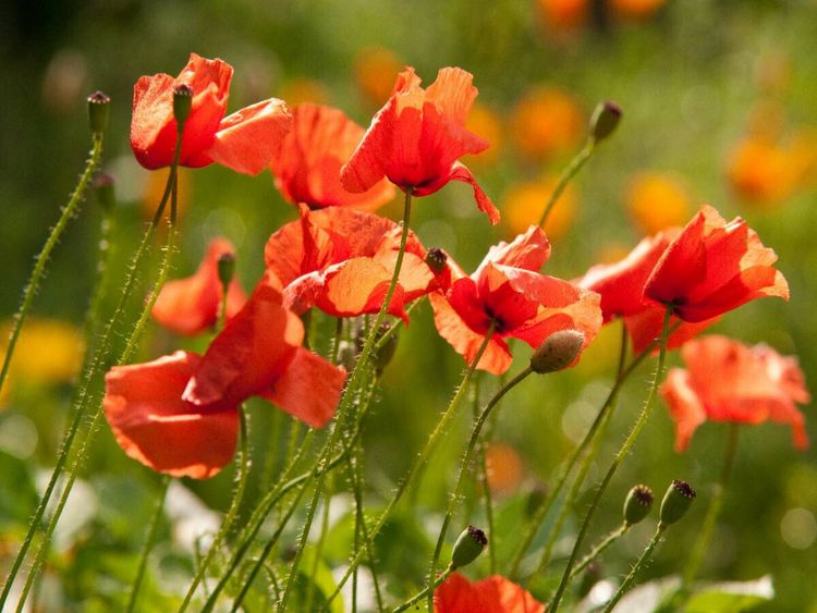 Produktbild: CALVENDO Puzzle Romantische Mohnblumenwiese | 1000 Teile Lege-Gr&ouml;&szlig;e 64x48cm Foto-Puzzle f&uuml;r gl&uuml;ckliche Stunden