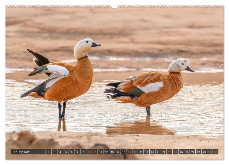 Produktbild: Die sch&ouml;nsten Brutv&ouml;gel Lanzarotes (hochwertiger Premium Wandkalender 2027 DIN A2 quer), Kunstdruck in Hochglanz
