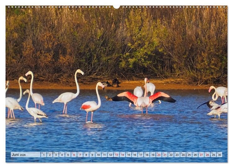 Produktbild: Flamingo Zauber (hochwertiger Premium Wandkalender 2026 DIN A2 quer), Kunstdruck in Hochglanz