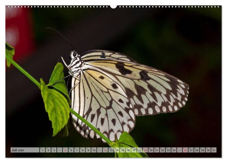 Produktbild: Schmetterlinge - zarte Gesch&ouml;pfe der Natur (Wandkalender 2026 DIN A2 quer), CALVENDO Monatskalender