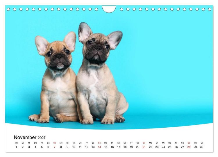 Produktbild: Bullys - Franz&ouml;sische Bulldoggen 2027 (Wandkalender 2027 DIN A4 quer), CALVENDO Monatskalender