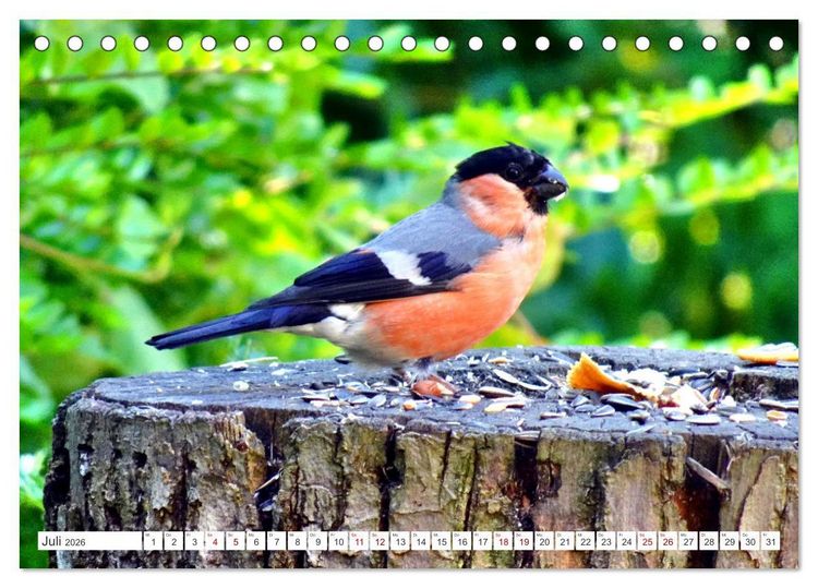 Produktbild: Herr und Frau Gimpel - Stammg&auml;ste im Garten (Tischkalender 2026 DIN A5 quer), CALVENDO Monatskalender