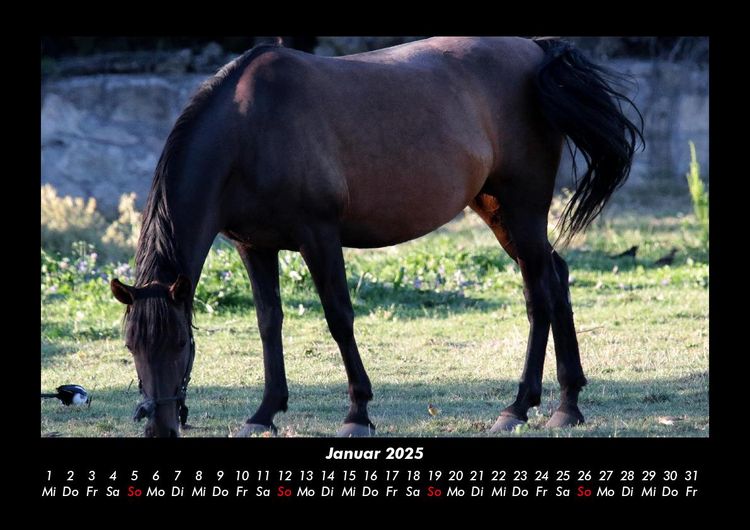 Produktbild: Die Welt der Pferde 2025 Fotokalender DIN A3