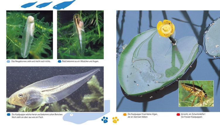 Produktbild: Meine gro&szlig;e Tierbibliothek: Der Frosch