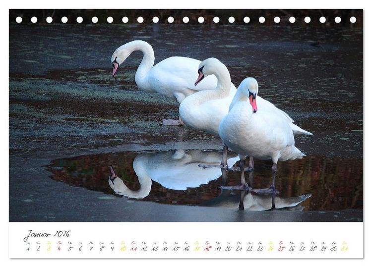 Produktbild: Schw&auml;ne, Liebe f&uuml;r die Ewigkeit (Tischkalender 2026 DIN A5 quer), CALVENDO Monatskalender
