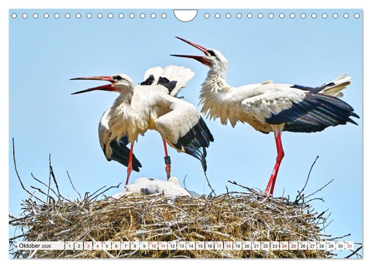 Produktbild: Eine Saison mit Familie Storch (Wandkalender 2026 DIN A4 quer), CALVENDO Monatskalender
