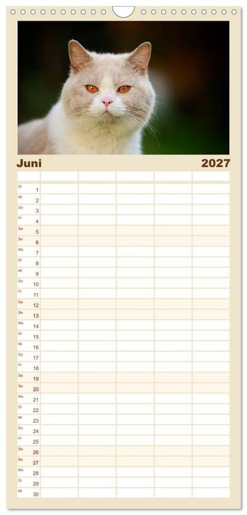 Produktbild: Familienplaner 2027 - Die Britisch Kurzhaar Katze mit 5 Spalten (Wandkalender, 21 x 45 cm) CALVENDO