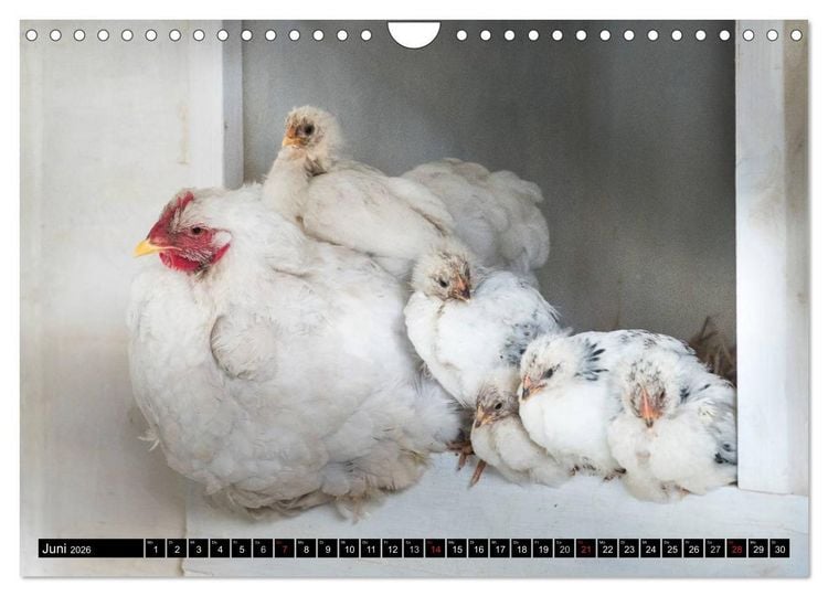 Produktbild: H&uuml;hner in meinem Garten (Wandkalender 2026 DIN A4 quer), CALVENDO Monatskalender
