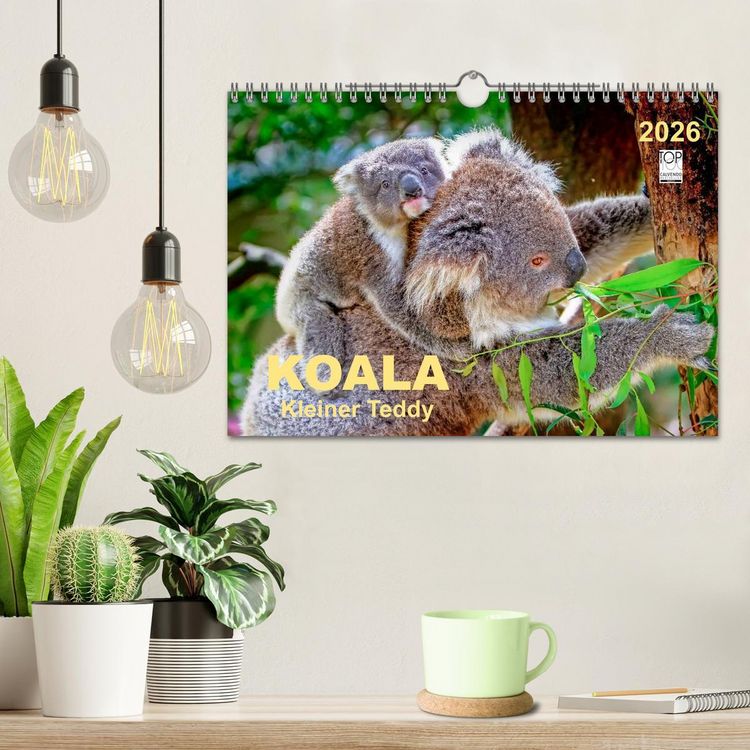 Produktbild: Koala - kleiner Teddy (Wandkalender 2026 DIN A4 quer), CALVENDO Monatskalender
