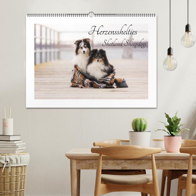 Produktbild: Herzensshelties - Shetland Sheepdogs (Wandkalender 2026 DIN A2 quer), CALVENDO Monatskalender