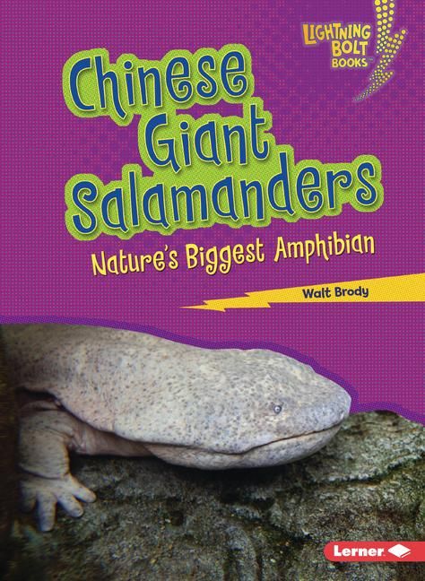 Produktbild: Chinese Giant Salamanders