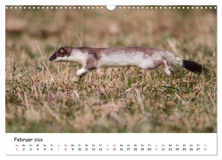 Produktbild: Hermelin - das wieselflinke Raubtier (Wandkalender 2026 DIN A3 quer), CALVENDO Monatskalender