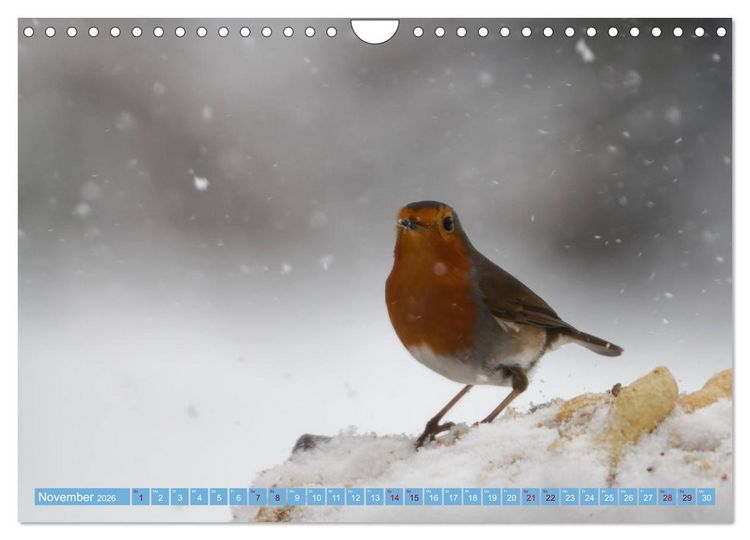 Produktbild: Rotkehlchen - Fotografiert von Ostfriesenfotografie (Wandkalender 2026 DIN A4 quer), CALVENDO Monatskalender