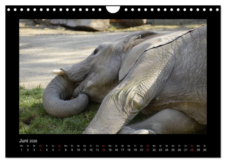 Produktbild: Bitte nicht st&ouml;ren... hier tr&auml;umen Tiere (Wandkalender 2026 DIN A4 quer), CALVENDO Monatskalender