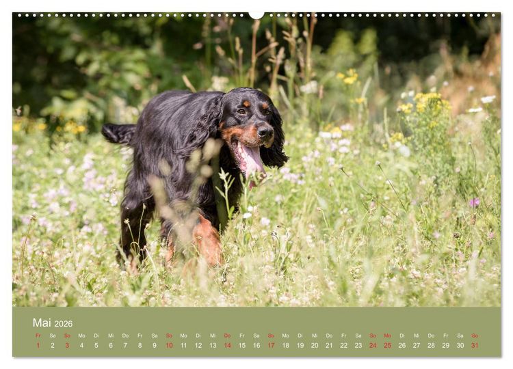 Produktbild: Setter - Geliebter Freund und Jagdkamerad (hochwertiger Premium Wandkalender 2026 DIN A2 quer), Kunstdruck in Hochglanz