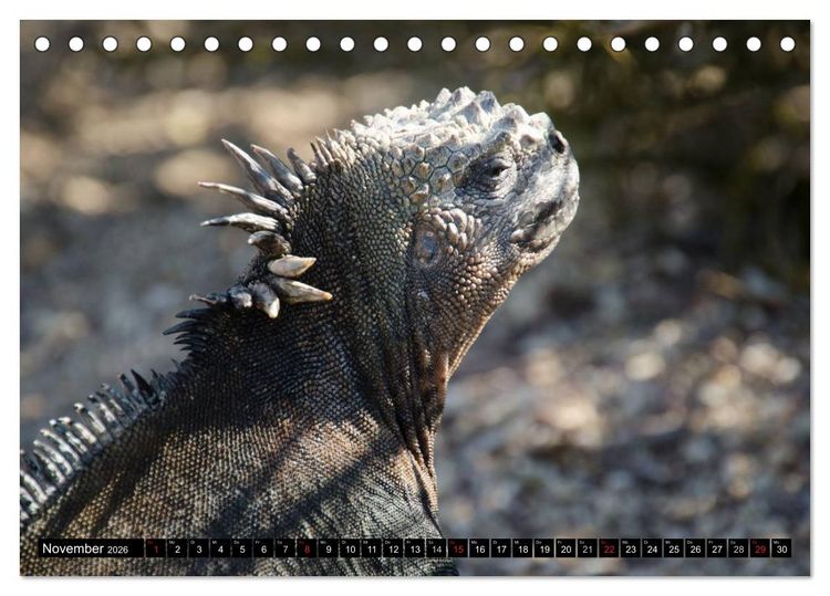 Produktbild: Leguane auf Galapagos (Tischkalender 2026 DIN A5 quer), CALVENDO Monatskalender