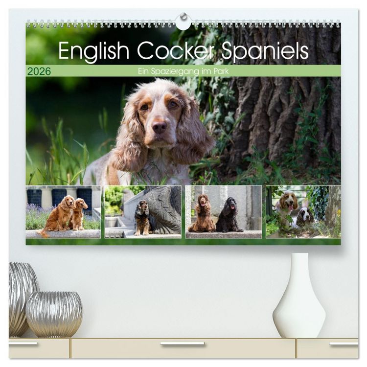 Produktbild: English Cocker Spaniels - Ein Spaziergang im Park (hochwertiger Premium Wandkalender 2026 DIN A2 quer), Kunstdruck in Hochglanz