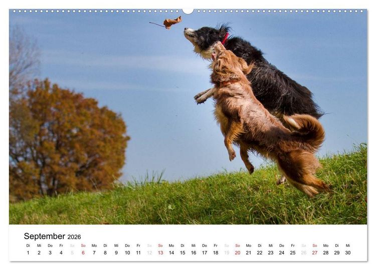 Produktbild: Australian Shepherd - Traum auf vier Pfoten (hochwertiger Premium Wandkalender 2026 DIN A2 quer), Kunstdruck in Hochglanz