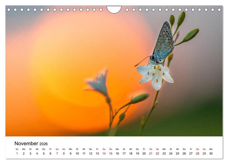 Produktbild: Oberbayerischer Insekten Kalender (Wandkalender 2026 DIN A4 quer), CALVENDO Monatskalender