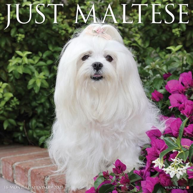 Produktbild: Willow Creek Press: Just Maltese 2025 12 X 12 Wall Calendar