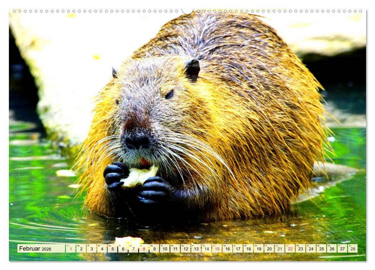 Produktbild: Nagetiere. Hamster, Kaninchen und Co. (hochwertiger Premium Wandkalender 2026 DIN A2 quer), Kunstdruck in Hochglanz