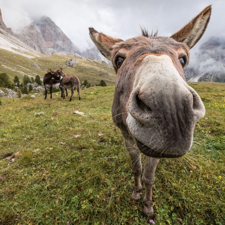 Produktbild: Esel / Donkeys 2027