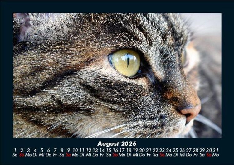 Produktbild: F&uuml;r Katzenfreunde 2026 Fotokalender DIN A5