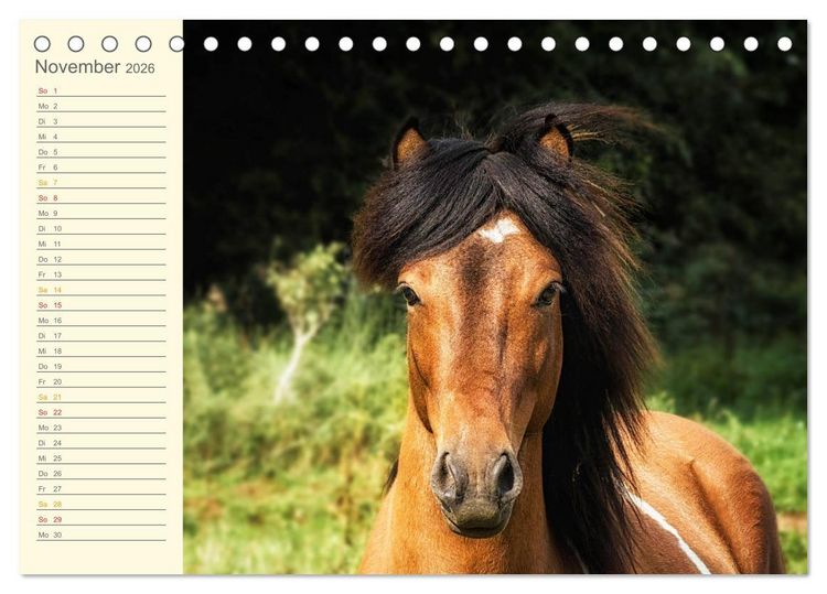 Produktbild: Mit Islandpferden durch das Jahr Geburtstagskalender (Tischkalender 2026 DIN A5 quer), CALVENDO Monatskalender