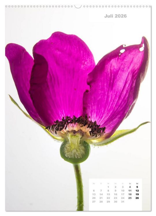 Produktbild: Schnittblumen 2026 (Wandkalender 2026 DIN A2 hoch), CALVENDO Monatskalender