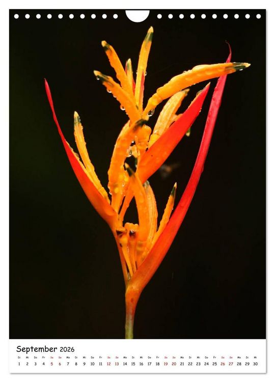 Produktbild: Costa Rica - Fauna & Flora (Wandkalender 2026 DIN A4 hoch), CALVENDO Monatskalender