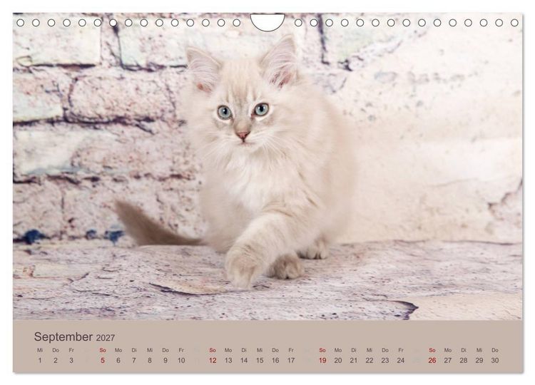 Produktbild: Flauschige Ragdoll Kitten (Wandkalender 2027 DIN A4 quer), CALVENDO Monatskalender