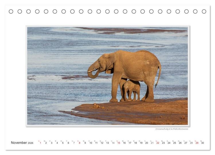 Produktbild: Emotionale Momente: Aus dem Leben der Elefanten. / CH-Version (Tischkalender 2026 DIN A5 quer), CALVENDO Monatskalender
