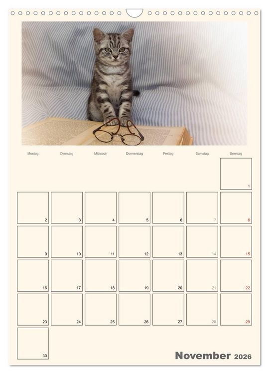 Produktbild: Schmusige Britisch Kurzhaar (Wandkalender 2026 DIN A3 hoch), CALVENDO Monatskalender