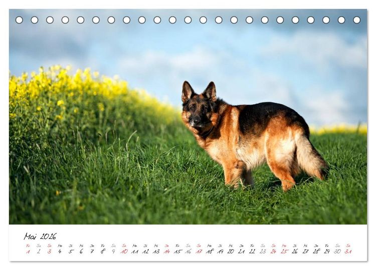 Produktbild: Deutsche Sch&auml;ferhunde - Senioren auf vier Pfoten (Tischkalender 2026 DIN A5 quer), CALVENDO Monatskalender