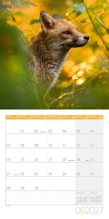 Produktbild: F&uuml;chse Kalender 2027 - 30x30 - Art12