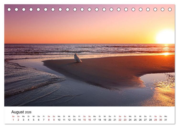Produktbild: Ein Samojede am Meer (Tischkalender 2026 DIN A5 quer), CALVENDO Monatskalender