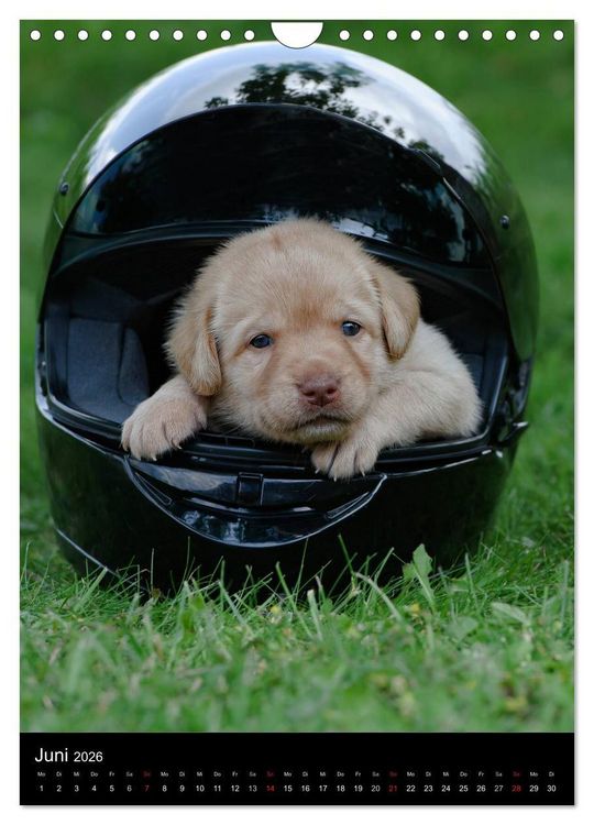 Produktbild: Labrador Welpen (Wandkalender 2026 DIN A4 hoch), CALVENDO Monatskalender