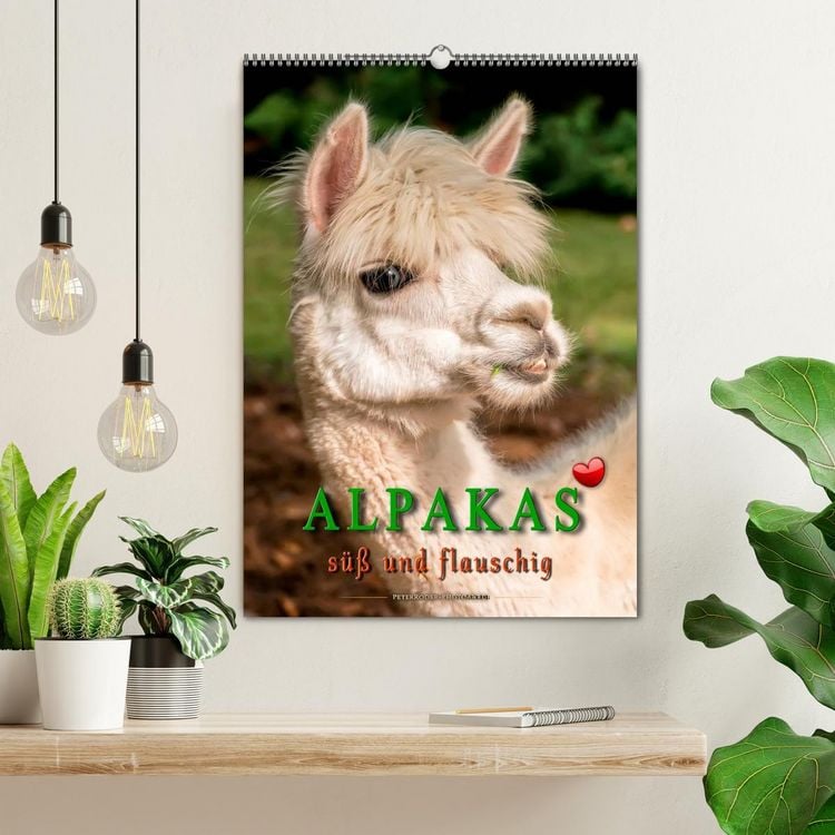 Produktbild: Alpakas - s&uuml;&szlig; und flauschig (Wandkalender 2026 DIN A2 hoch), CALVENDO Monatskalender