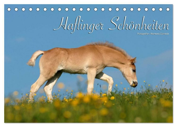 Produktbild: Haflinger Sch&ouml;nheiten (Tischkalender 2027 DIN A5 quer), CALVENDO Monatskalender