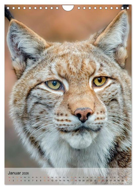 Produktbild: Tiere - K&ouml;pfe mit Charakter (Wandkalender 2026 DIN A4 hoch), CALVENDO Monatskalender
