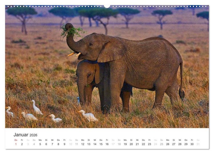 Produktbild: Elefanten - Sanfte Riesen in Afrika (hochwertiger Premium Wandkalender 2026 DIN A2 quer), Kunstdruck in Hochglanz