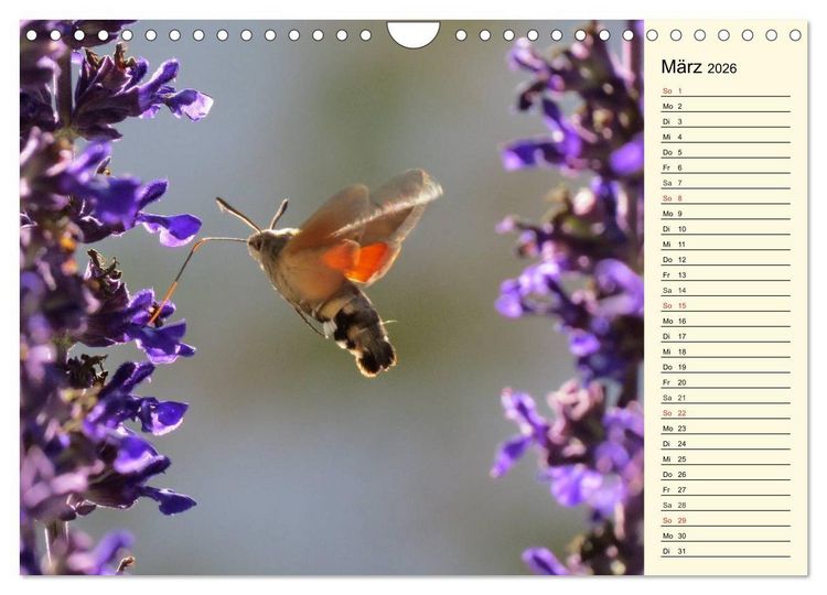 Produktbild: Faszinierende Taubenschw&auml;nzchen (Wandkalender 2026 DIN A4 quer), CALVENDO Monatskalender