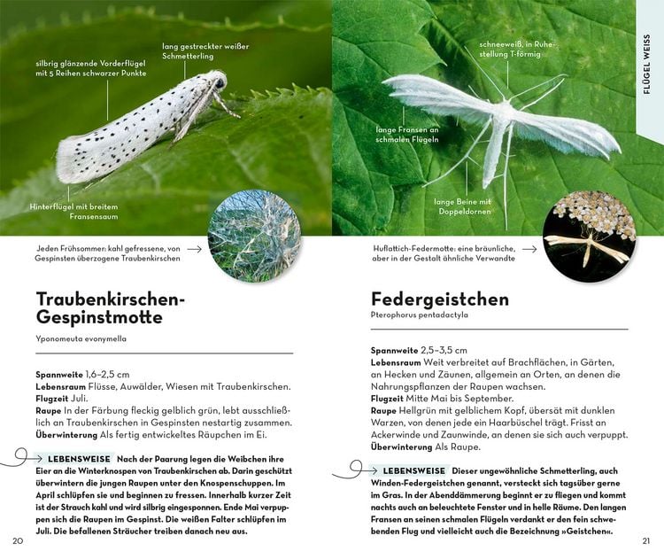 Produktbild: Basic Schmetterlinge