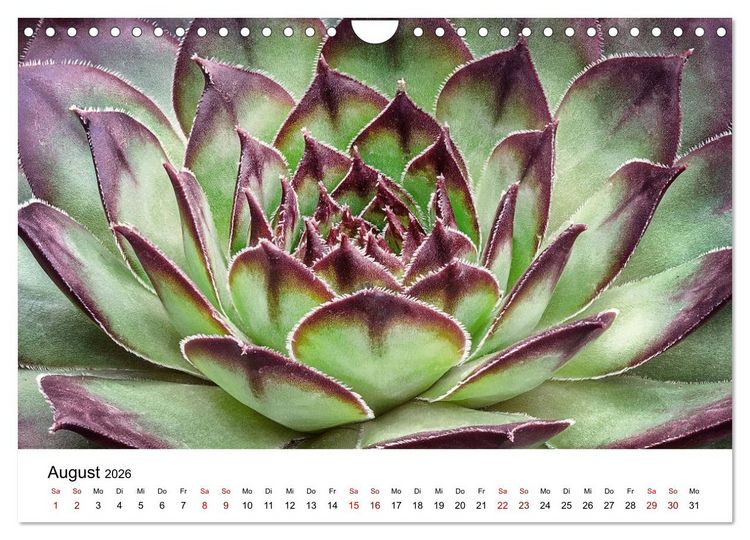 Produktbild: Sukkulenten Galerie (Wandkalender 2026 DIN A4 quer), CALVENDO Monatskalender