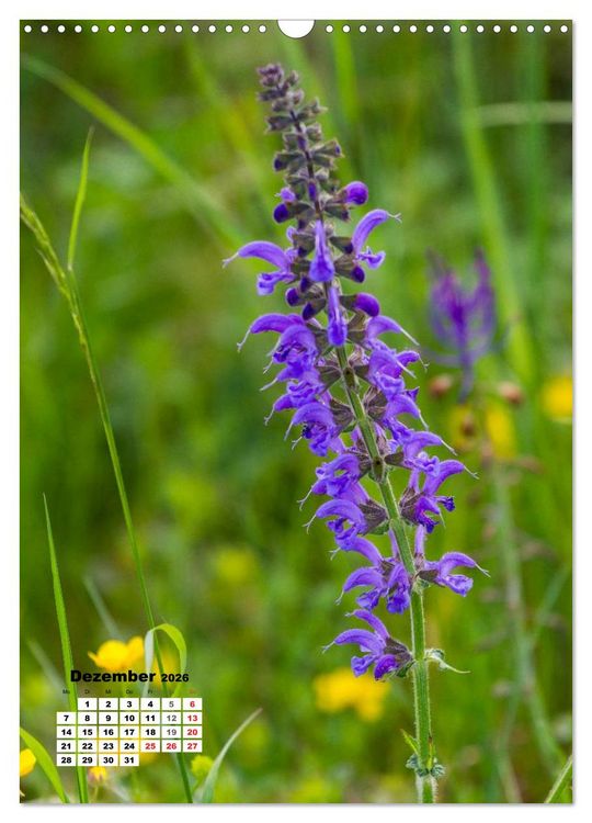 Produktbild: Zauber der Natur - Heimische Orchideen und Wiesenblumen (Wandkalender 2026 DIN A3 hoch), CALVENDO Monatskalender