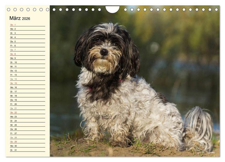 Produktbild: Havaneser - Herz auf 4 Pfoten (Wandkalender 2026 DIN A4 quer), CALVENDO Monatskalender