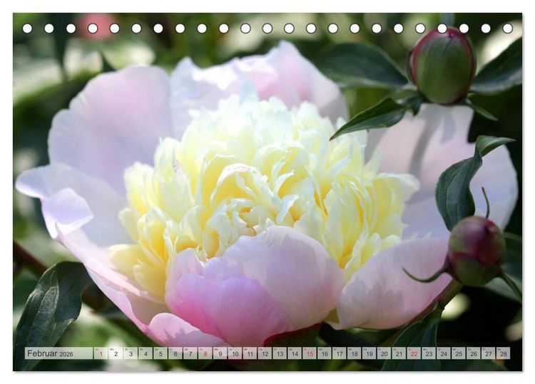 Produktbild: PFINGSTROSEN Rosen ohne Dornen (Tischkalender 2026 DIN A5 quer), CALVENDO Monatskalender