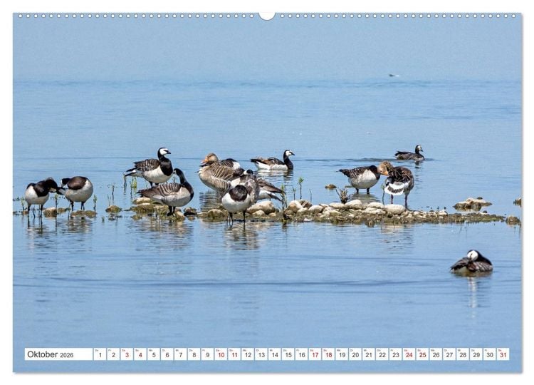 Produktbild: Sturmerprobt - V&ouml;gel an Nordfrieslands K&uuml;ste (hochwertiger Premium Wandkalender 2026 DIN A2 quer), Kunstdruck in Hochglanz
