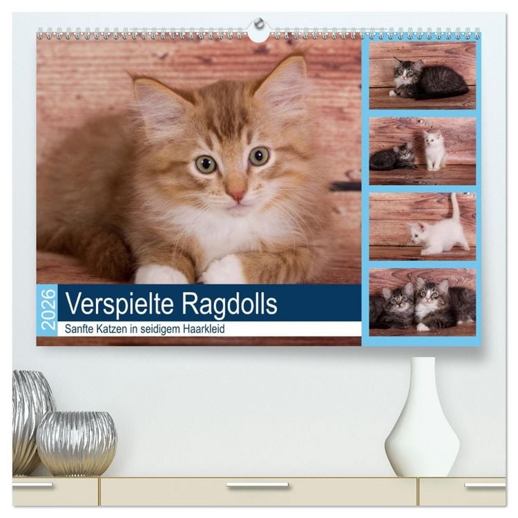Produktbild: Verspielte Ragdolls - Sanfte Katzen in seidigem Haarkleid (hochwertiger Premium Wandkalender 2026 DIN A2 quer), Kunstdruck in Hochglanz