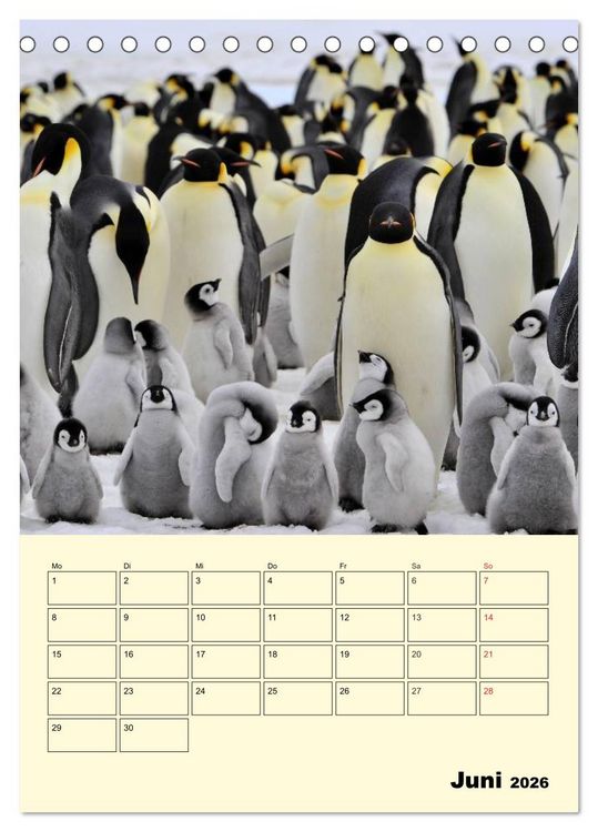 Produktbild: Pinguine. Wackeln im Thermo-Frack (Tischkalender 2026 DIN A5 hoch), CALVENDO Monatskalender